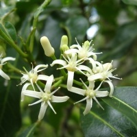 Acronychia oblongifolia flowers