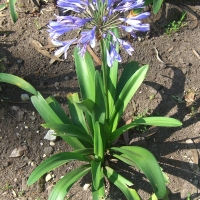 Agapanthus purple cloud