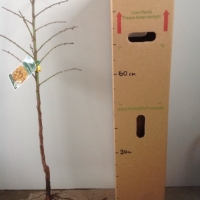 Almond Self Pollinating Papershell Tree - Prunus dulcis