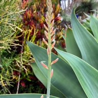 The orange coloured flower spike of an Aloe vera plant about to open and reveal the bell shaped flowers.