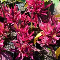 Potted Alternathera Red