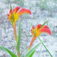 Kangaroo paw
