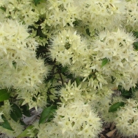 Aniseed Myrtle compliments of essentially Australia