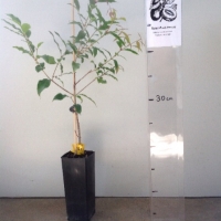 Aniseed Myrtle For Sale (Size: Small) (Cutting Grown)