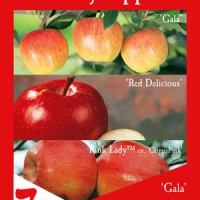 Apple 3 way - Gala, Pink Lady, Red Delicious