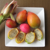 Apple Cactus fruit