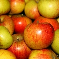 Cox Orange Pippen Apple