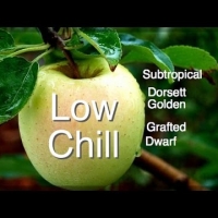 Low Chill Dorsett Golden Apple Tree in Flower