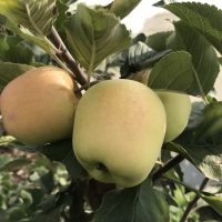 Apple Dorsett Golden - Kath
