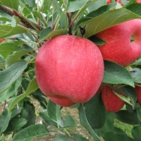 Apple - pink lady - compliments of farming unlocked