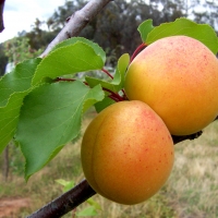 General Apricot Photo by By Fir0002 [GFDL (http://www.gnu.org/copyleft/fdl.html) or CC-BY-SA-3.0 (http://creativecommons.org/licenses/by-sa/3.0/)] from Wikimedia Commons