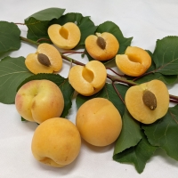 Apricot Sal fruit displaying the gorgeous colour and juicy flesh cut in half sitting on a bed of apricot leaves and exposing the seed. By DaleysFruit.com.au [All Rights Reserved]