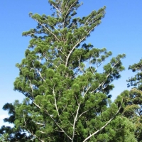 Young Hoop Pine