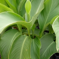 Arrowroot