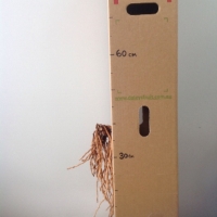 Asparagus - Mary Washington For Sale (Size: Medium Bare Root) (Rhizome)