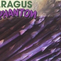Purple asparagus pictorial showing purple asparagus Phantom seeds By Goodmanseeds [All Rights Reserved,Supplier of DaleysFruit.com.au]