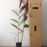 Native Ginger - Atherton Red Back For Sale (Size: Medium) (Grown from Seed)