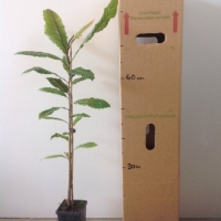 Atherton Oak For Sale (Size: Medium) (Grown from Seed)
