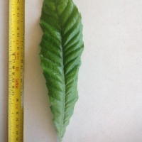 Leaf of the Atherton Oak