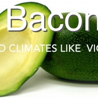 Bacon Avocado Tree 5 degrees cold climate