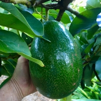 Avocado - Choquette