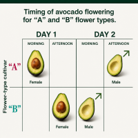 Avocado flowering guide for pollination timing By DaleysFruit.com.au [All Rights Reserved]