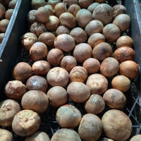 Reed seeds ready for planting