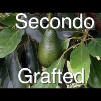 Why the Grafted Secondo Avocado Tree was chosen for Australia
