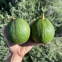 Velvick are large sized creamy avocadoes. used as rootstock, also good eating.