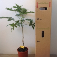 Babaco (Grafted) For Sale (Size: Large) (Grafted)