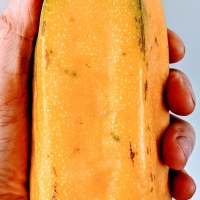 Babaco Fruit ripe and ready to eat being held in the hand ready to eat By DaleysFruit.com.au [All Rights Reserved]