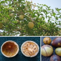 Bael fruit in cross section compliments of Riverside