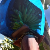 Buy Banana Blue Java Plants in Australia - (Musa acuminata × balbisian