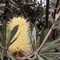 Banksia integrifolia compliments of friends of lane cove national park