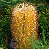 Banksia spinulosa