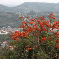 Batswing coral tree erythrina vespertilio