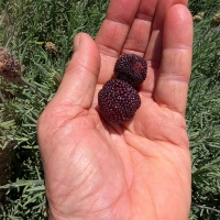 Black Carbon just picked off the tree at Daleys Nursery and held in the hand By DaleysFruit.com.au [All Rights Reserved]