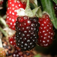 Boysenberry By Eran Finkle [CC BY 2.0 (https://creativecommons.org/licenses/by/2.0/)] via Flickr https://flic.kr/p/5EpgME