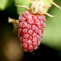 Loganberry Perfectly ripe. It wasn't there a few moments later By Andy Andrew Fogg [CC BY 2.0 (https://creativecommons.org/licenses/by/2.0/)] via Flickr https://flic.kr/p/hWffh