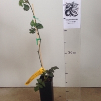 Berry - Youngberry Thornless For Sale (Size: Small) (Cutting Grown)