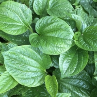 Betel Leaf