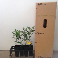 Black Plum For Sale (Size: xSmall) (Grown from Seed)