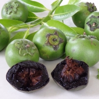 Black Sapote Bernicker By DaleysFruit.com.au [All Rights Reserved]