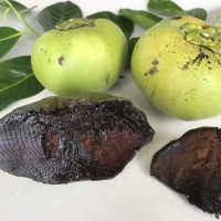 Black Sapote  - Colossal By DaleysFruit.com.au [All Rights Reserved]