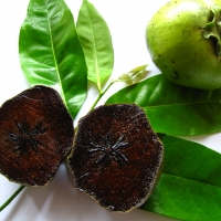 Note: Black sapote fruit of a generic variety please contact us if you have pictures of this exact variety  By DaleysFruit.com.au [All Rights Reserved]