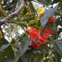 Castanospermum australe in flower compliments of wikipedia