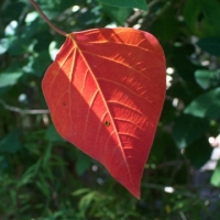 Bleeding heart