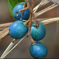 Blue Quandong fruit at the Cairns Botanic Garden By Merryjack [CC BY 3.0 (https://creativecommons.org/licenses/by/3.0)], from Wikimedia Commons