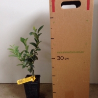 Blueberry Brightwell For Sale Mega Tube