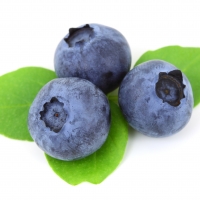 Climax Blueberry Variety overflowing from a cup